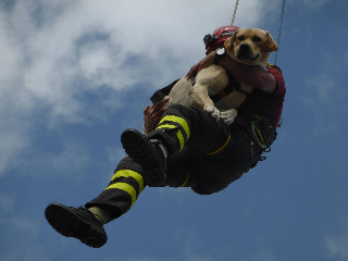 I Vigili del Fuoco Marche salutano Marley, il cane-eroe del sisma e del ponte Morandi