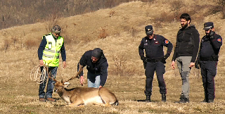 Daino avvistato ad Arcevia, trasferito in sicurezza all’Oasi del Monte Strega