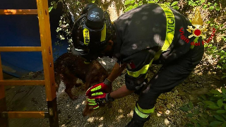 Cerreto d’Esi, cane finisce in un canale: recuperato e riconsegnato al proprietario