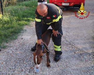 Cane intrappolato in una recinzione a Tavullia, salvato dai vigili del fuoco