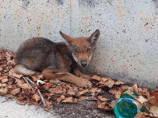 Pescara - Ferito in un incidente stradale, lupetto torna in natura