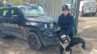 Lanciano - Cane legato alla catena per giorni: denunciati i proprietari