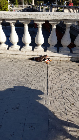 San Benedetto - Anatre investite sul ponte dell’Albula: allarme degli animalisti