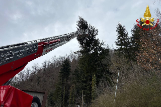 Arquata del Tronto - Alberi a rischio sulla provinciale: intervento dei vigili del fuoco