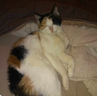 San Benedetto - Paura per la gattina Molly dopo il rogo a Ponterotto: l’appello del proprietario