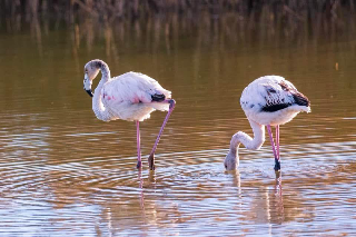 Lo spettacolo dei fenicotteri torna alla Riserva Sentina