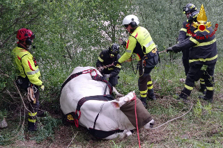 Sarnano - Mucca precipita in un dirupo, in salvo grazie ai vigili del fuoco