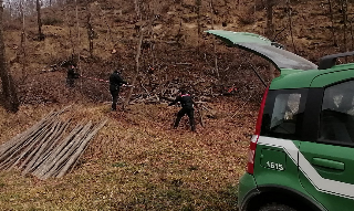 Nell’Anconetano 41 alberi tagliati illecitamente: sanzioni per 8mila euro