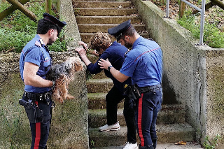 Ancona - Incendio in un condominio di via Maestri del Lavoro: carabinieri soccorrono anziana