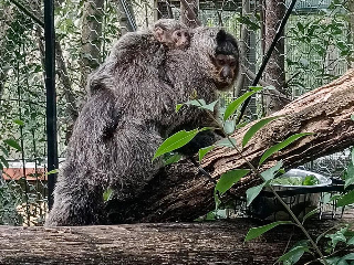 Falconara – Al parco Zoo è nato un cucciolo di saki dalla faccia bianca