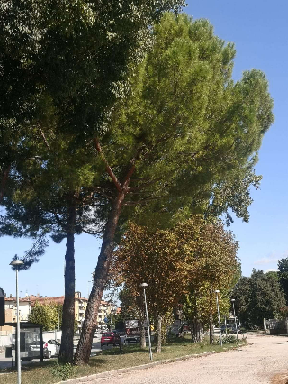 Jesi – Domani saranno abbattuti i pini pericolanti in piazza Bramante