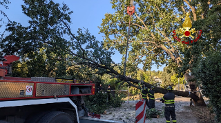 Ancona - Albero centra un camion, autista miracolato a Posatora