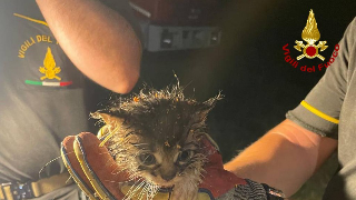 Ascoli - Salvati due gattini intrappolati nelle tubature della fognatura