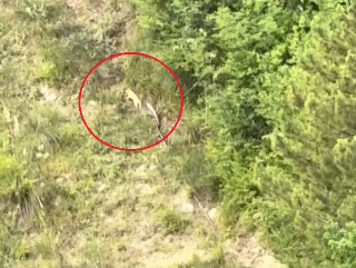 Ascoli - Segnalazioni su presenza di un grosso felino, ecco le raccomandazioni
