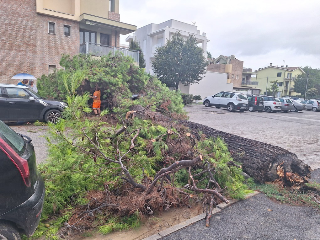 Maltempo a Senigallia: albero crolla su due auto