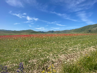 Visso - Fioritura Castelluccio, per l’estate pronti bus navetta