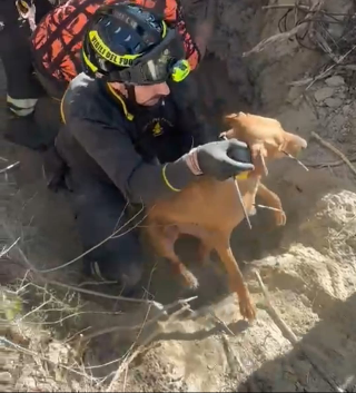 Canzano - Salvati quattro cani da caccia intrappolati in un cunicolo