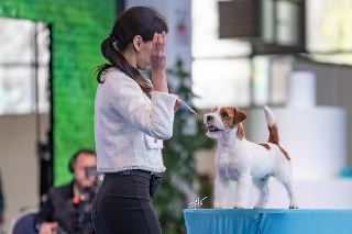 Il jack russell più bello del mondo è di San Benedetto ed è neo papà