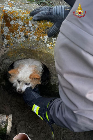 Grottazzolina - Cane intrappolato in un tombino profondo, lo salvano i vigili del fuoco