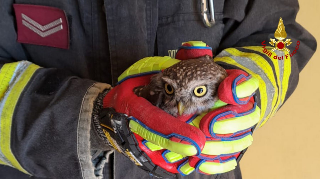 Castelfidardo - Civetta intrappolata nella canna fumaria, salvata dai pompieri