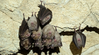 Grotte di Stiffe, scoperta una rara colonia di pipistrelli Rhinolophus euryale