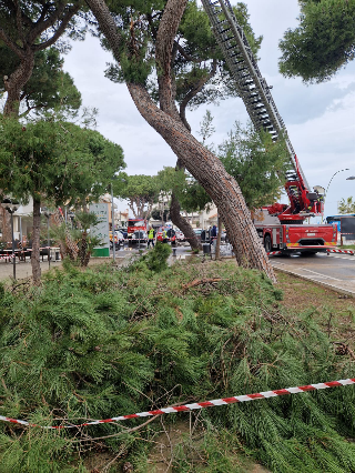 Roseto degli Abruzzi - Perdita idrica e terreno molle: un pino cade a terra sul lungomare