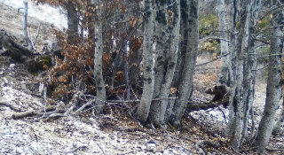 I figli dell’orsa Amarena svegli dopo i mesi di letargo invernale: filmati in un video