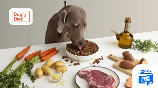 Cashback Dogfy Diet: il meglio per i cani delle Marche e dell’Abruzzo, con Hubix