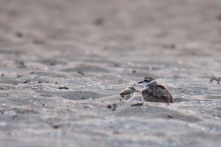 Fratino appena nato investito sulla spiaggia di Pesaro