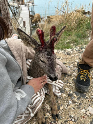 Fossacesia - Salva capriolo ferito in mare, 14enne premiato in Comune