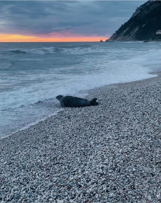Foca monaca, nuovo avvistamento a Portonovo e transenne a Numana