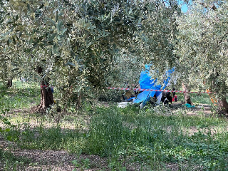 Ultraleggero precipita tra gli ulivi a Vasto, due 30enni feriti