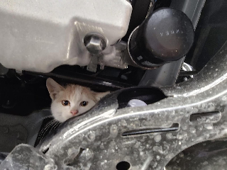 Da San Benedetto a Porto d’Ascoli nel motore di un’auto: salvato un gattino