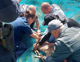 Bamby a Porto d’Ascoli: salvato e liberato nel suo habitat