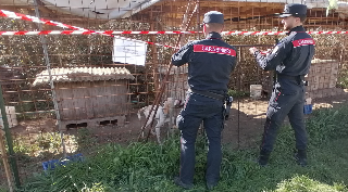 Sassoferrato - Scoperti e sequestrati quattro cani in gravi condizioni: uno di loro è morto
