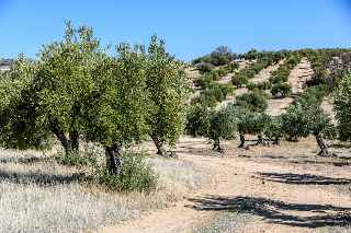 Raccolte delle olive per aziende agricole, scoperti lavoratori in nero