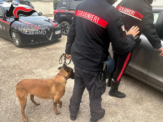 Fermo - Lotta alla droga, diverse operazioni concluse dai carabinieri