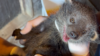 Nel Parco Zoo di Falconara arriva il binturong, l’"orso-gatto" al profumo di pop corn