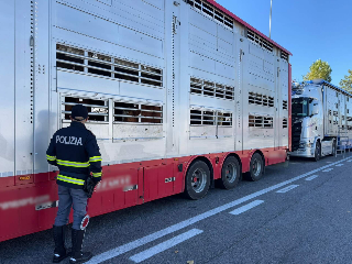 Ancona – Violazioni trasporto internazionale di bovini, sanzioni della polizia