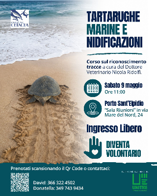 Nidificazione delle tartarughe marine, corso gratuito a Porto Sant’Elpidio