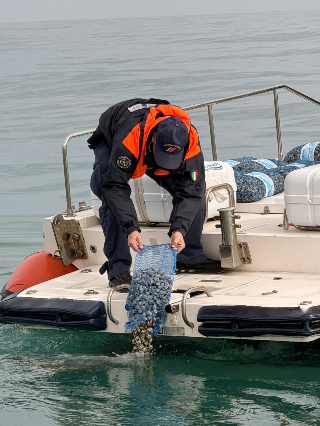 San Benedetto - Sequestrata una tonnellata di vongole, la Guardia Costiera le rigetta in mare
