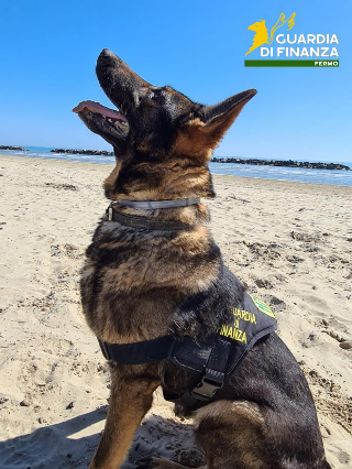 Fermo - Addio a Fancy, il cane antidroga della Guardia di Finanza