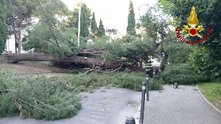 Ancona - Pino cade sulla strada e su cavi filobus in piazza Cavour