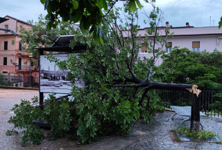 Notte di pioggia e vento, alberi caduti a San Benedetto, anche davanti al Torrione