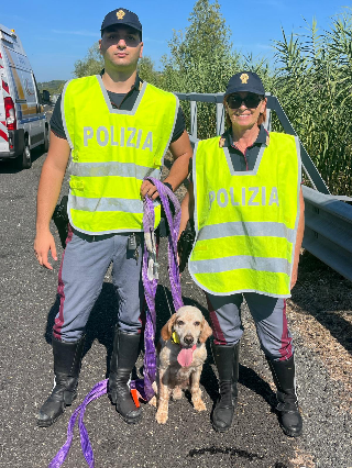 Pesaro - Cane vagante in A14, salvato dalla Polizia Stradale