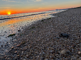 Senigallia - Altri due piccoli di Caretta Caretta nati sulla spiaggia