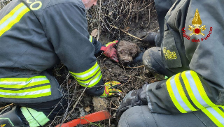 Cagnolina incastrata oltre un’ora in un tubo, liberata dai vigili del fuoco