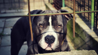 Pitbull uccide un cane, un gatto e aggredisce due donne